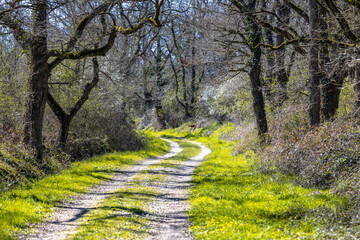 Trees and blossoming bushes along forest track in March