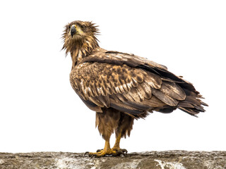 White-tailed eagle on white background
