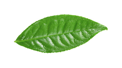 Fototapeta na wymiar tea leaf with drop water on transparent png