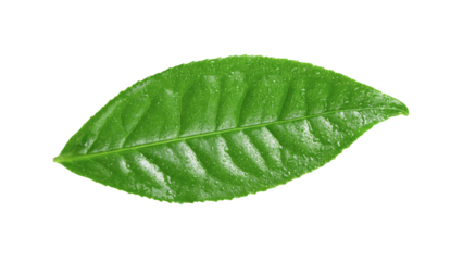 tea leaf with drop water on transparent png