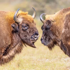 Rolgordijnen Wisent or European bison group © creativenature.nl