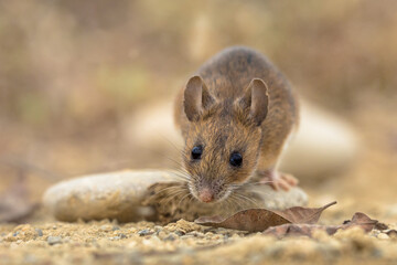 yellow-necked mouse on rock