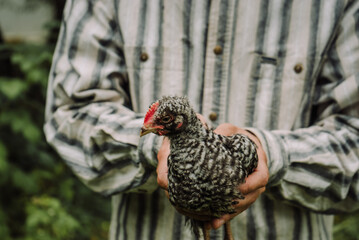 gray young chicken in the hands of a farmer