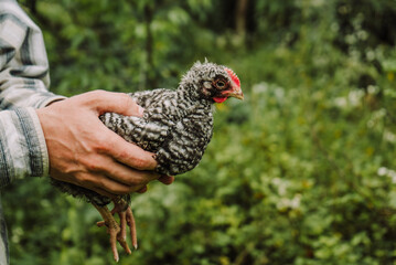 gray young chicken in the hands of a farmer 2