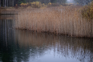 river grass, river reeds, common reeds with reflection in calm lake water. Water flora on river bank
