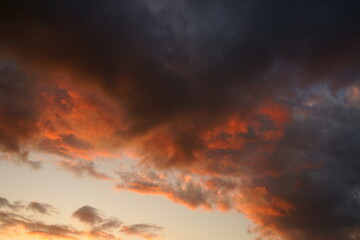 Fototapeta premium パステルな空と、夕日の羽ばたき