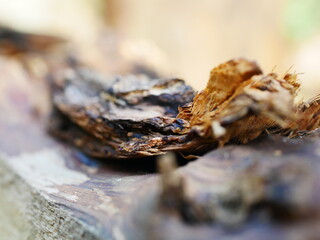 CORTECCIA DI QUERCIA