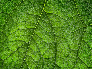 The texture of a part of a green leaf. Symmetrical pattern. Macro background. Natural background. View from above. Copy space
