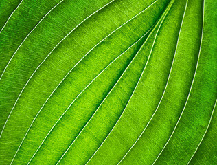 Abstract, natural background with diffuse focus. The green leaf of the plant. Smooth lines. Macro background. View from above. Soft focus. Copy space