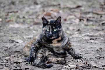 domestic cat sit on ground, interesting pose, dark brown cat, autumn leaves on wet ground