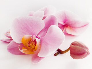 A branch of a pink orchid on a light background. Close-up.