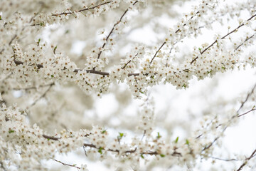 Blooming white flowers branch closeup with bokeh background, spring vibes, tree blooms bokeh