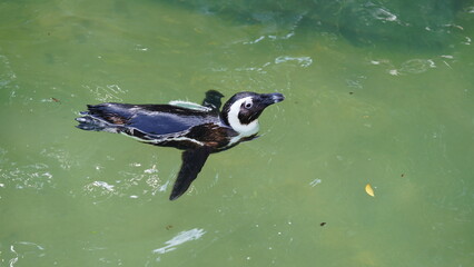 JackassPenguin|AfricanPenguin|Spheniscus demersus|斑嘴環企鵝|南非企鵝