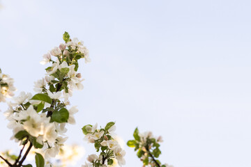 the tree is blooming in the garden