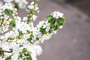 Spring Cherry blossoms, the tree is blooming in the garden