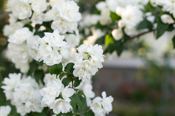 Obraz na płótnie Canvas White Jasmine flower with green leaf nature background, fragrant smell good for aroma oil, Satin-wood, Cosmetic bark tree