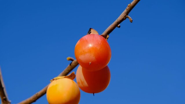 Ripe persimmon on a branch. Ripe juicy persimmon on a branch. Ripe orange persimmon on a branch