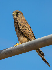 The common kestrel (Falco tinnunculus)