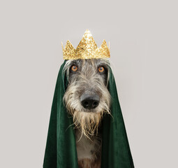 Puppy dog dressed as a king celebrating carnival, hallowen or three wise men of orient. Isolated on...