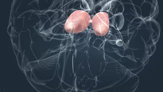 Putamen bilder Bläddra bland 18,546 stockfoton, vektorer och videor