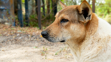 Face of thai dog. staring at something. blurred nature background.