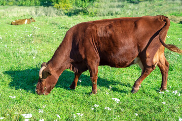 Obraz premium Angler dairy cow lies on a green meadow