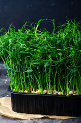 Organic pea sprouts in a Container, Microgreen, Dark Background