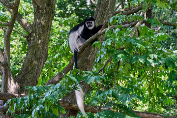 Black and white colobus monkey sitting high in a tree