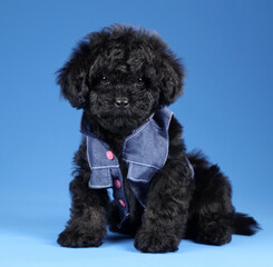 Cute little puppy in a denim vest. Poodle puppy, black puppy