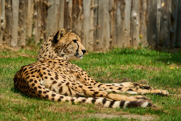 the african cheetah is the fasted land mammal on earth