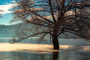 Solitary tree in the frozen lake