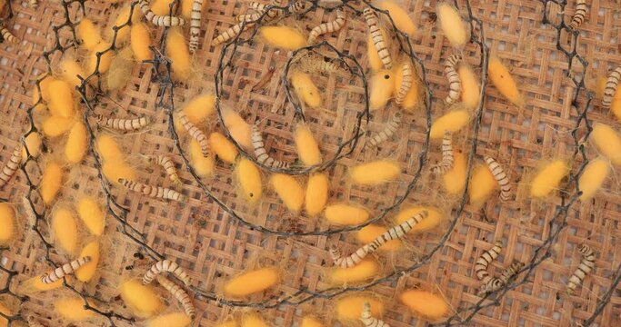 Natural silk farming and handcrafted manufacture of silk artifacts - golden silk worm chrysalis, selective focus 4k video
