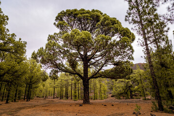 Canary Island Pine Tree Standing On Its Own in The Woods