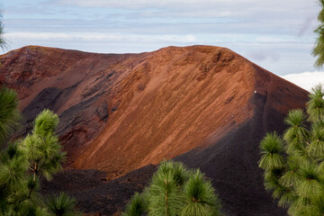 View of Chinyero Volcano Through the Pine Woods