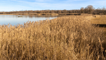 Sonniger Wintertag in der Natur mit Riesigen B&auml;umen 