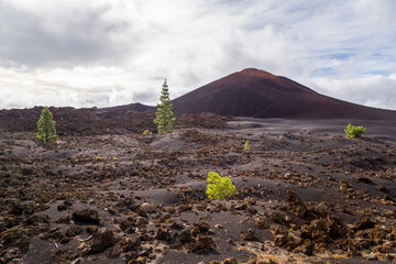 Chinyero Black Volcanic Landscape with a Handful Of Trees