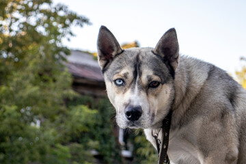 The dog looks at you with multi-colored eyes. Close-up view of a looking dog. The dog has different colored eyes. Dog in a collar in summer.