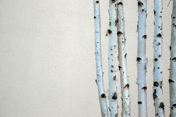 White birch trunks stand against the wall. Thin birch trunks stand vertically against the wall. The birches are lit by the sun.