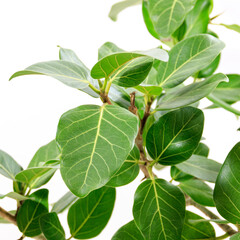 Fototapeta na wymiar 観葉植物、望みを叶える木と言われるフィカス・ベンガレンシスの葉【白背景】