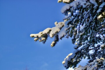 bird on a tree
