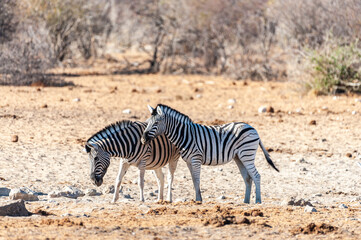 Fototapeta na wymiar Two Burchell's Plains zebra -Equus quagga burchelli- walking on the plains of Etosha National Park, Namibia.