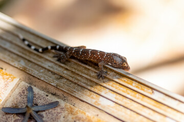Close up baby tokay gecko was perched on the floor.