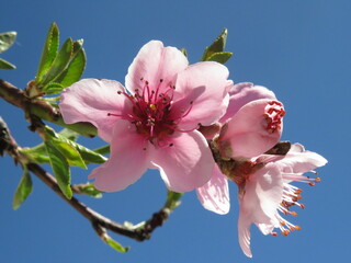 pink cherry blossom