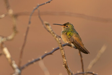 A buff-bellied hummingbird (Amazilia yucatanensis) perched on a branch resting.