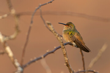 Fototapeta premium A buff-bellied hummingbird (Amazilia yucatanensis) perched on a branch resting.