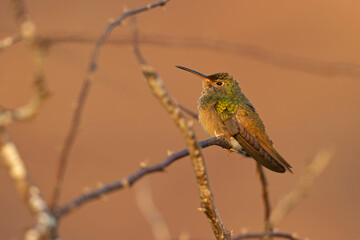 A buff-bellied hummingbird (Amazilia yucatanensis) perched on a branch resting.