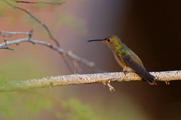A buff-bellied hummingbird (Amazilia yucatanensis) perched on a branch resting.
