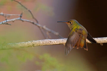 A buff-bellied hummingbird (Amazilia yucatanensis) perched on a branch stretching.