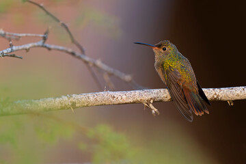 A buff-bellied hummingbird (Amazilia yucatanensis) perched on a branch resting.