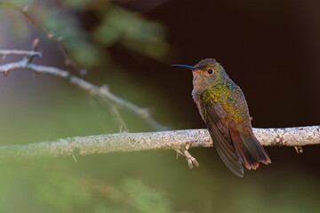 A buff-bellied hummingbird (Amazilia yucatanensis) perched on a branch resting.